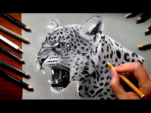 480x360 Pencil Drawing Of A Leopard - Leopard Drawing