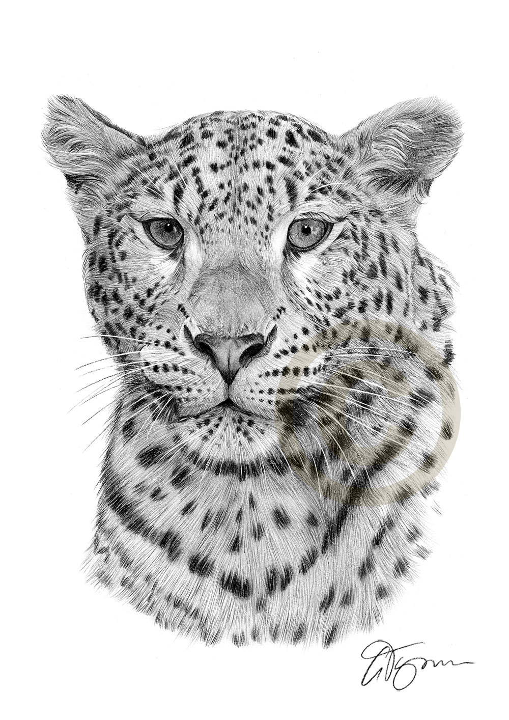1000x1414 Pencil Drawing Of A Leopard - Leopard Drawing