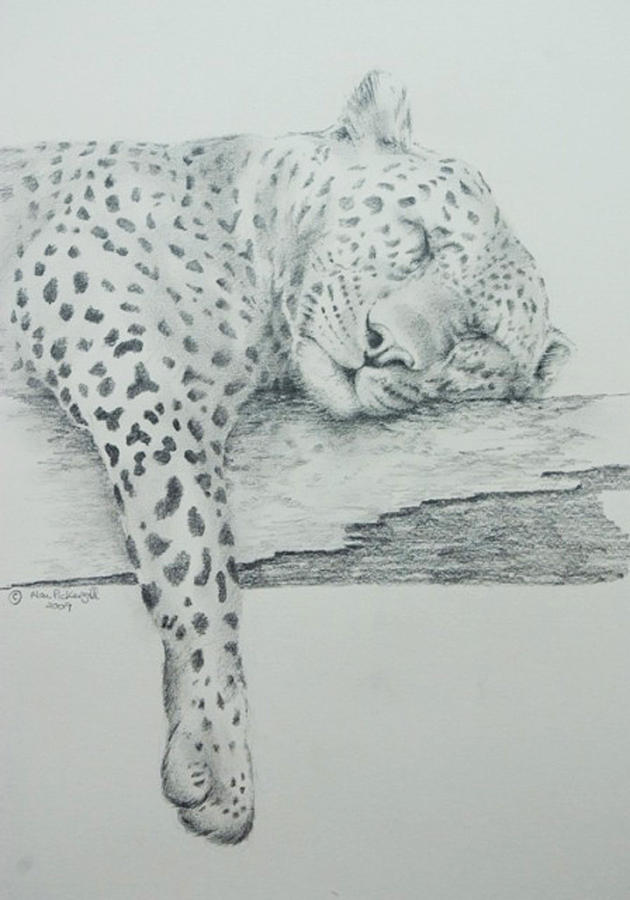 630x900 Sleeping Leopard Drawing - Leopard Drawing