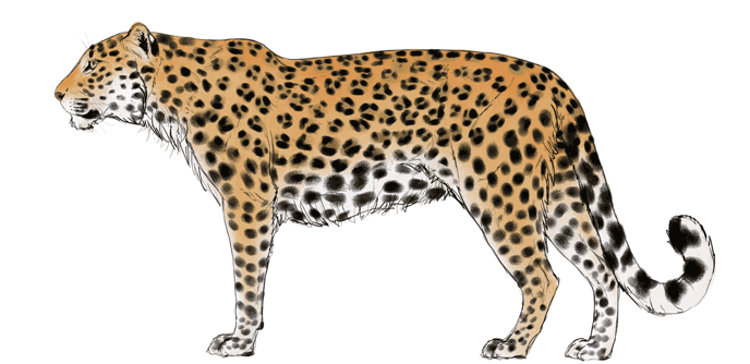 688x334 How To Draw Big Cats Lions, Tigers, Cheetahs, And Much More - Leopard Drawing