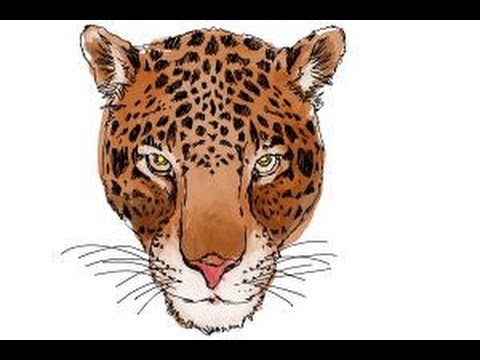 480x360 How To Draw A Cheetah Face - Leopard Face Drawing
