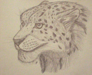 304x250 Snow Leopard Face Sketch - Leopard Face Drawing