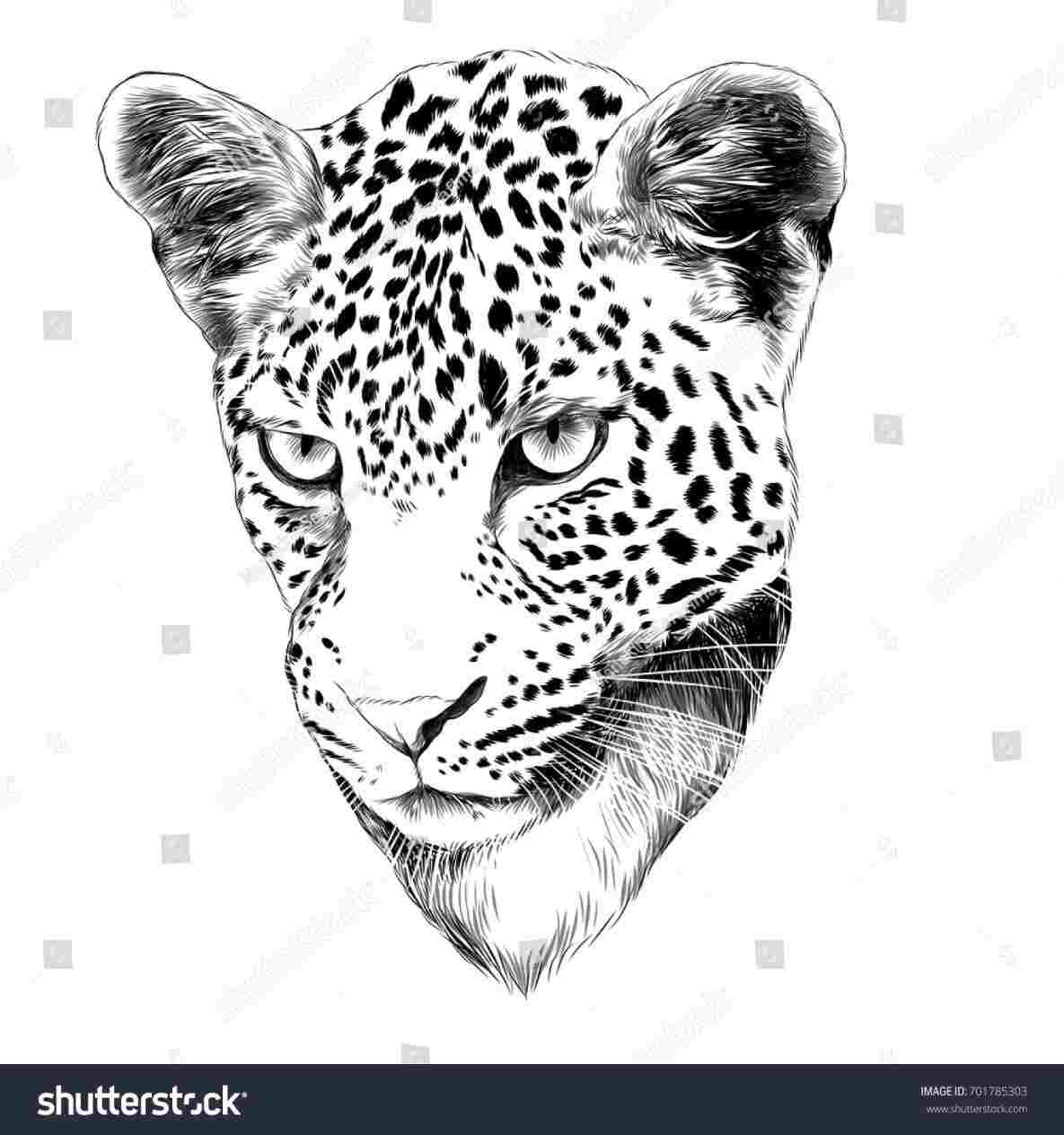 1185x1264 Animals Stock Rhshutterstockcom Cat Breed British Lopeared Head - Leopard Face Drawing