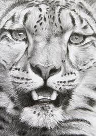 189x267 Snow Leopard Face - Leopard Face Drawing