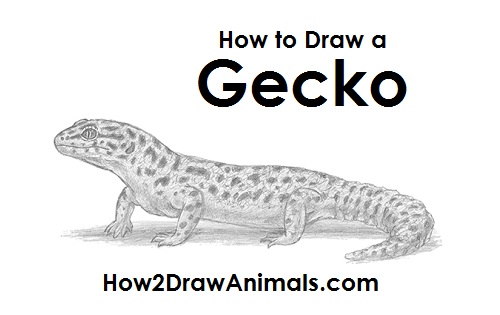 500x315 How To Draw A Gecko - Leopard Gecko Drawing