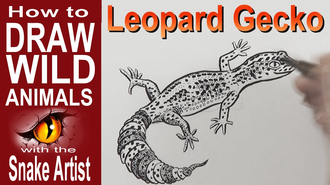 1280x720 How To Draw A Leopard Gecko - Leopard Gecko Drawing