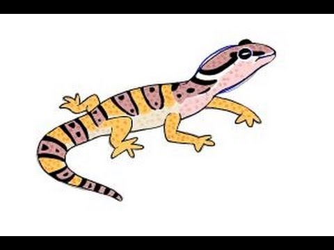 480x360 How To Draw A Leopard Gecko - Leopard Gecko Drawing