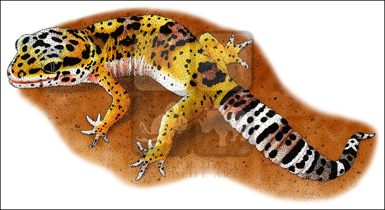 1234x674 Leopard Gecko - Leopard Gecko Drawing