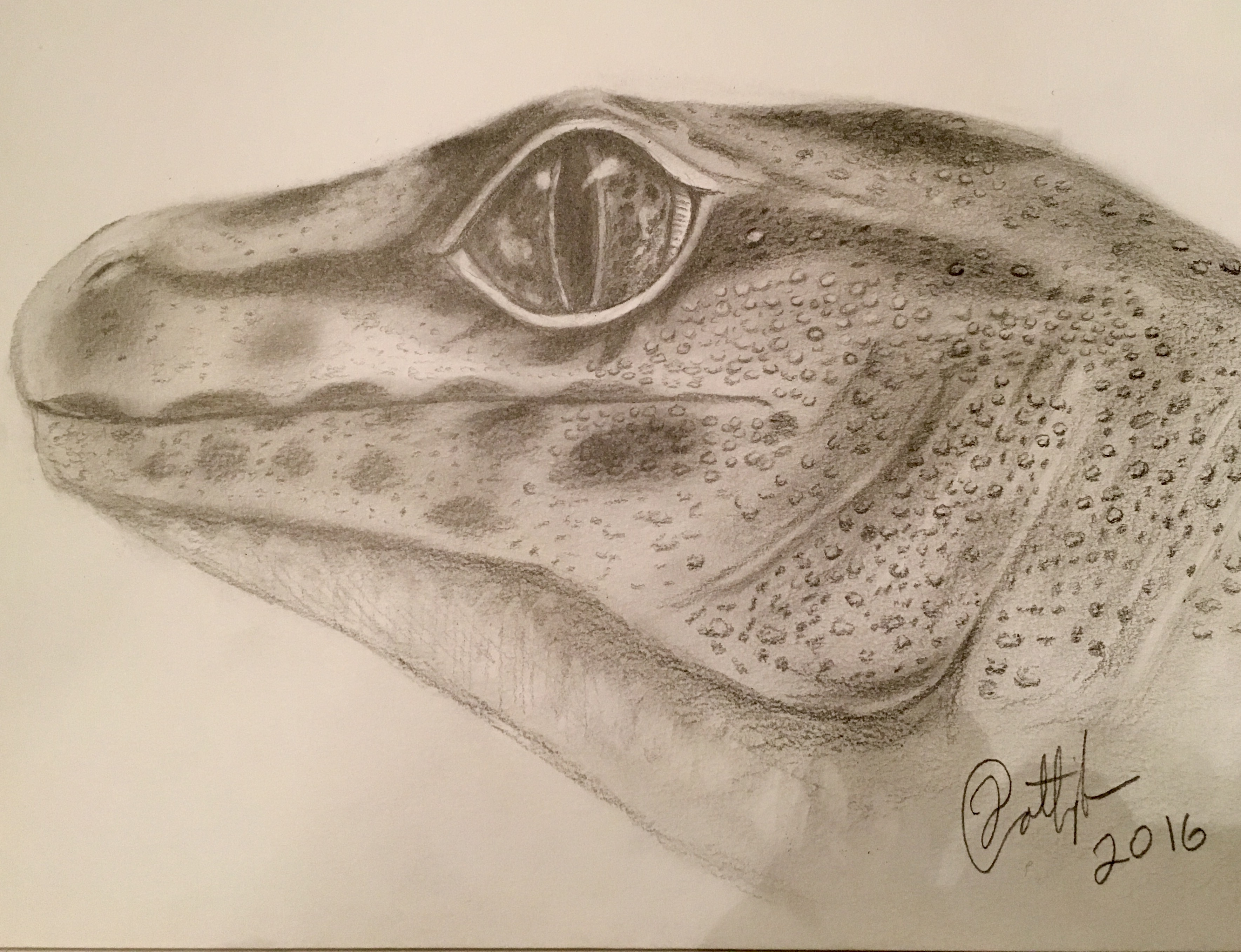 3539x2714 Leopard Gecko Archives - Leopard Gecko Drawing