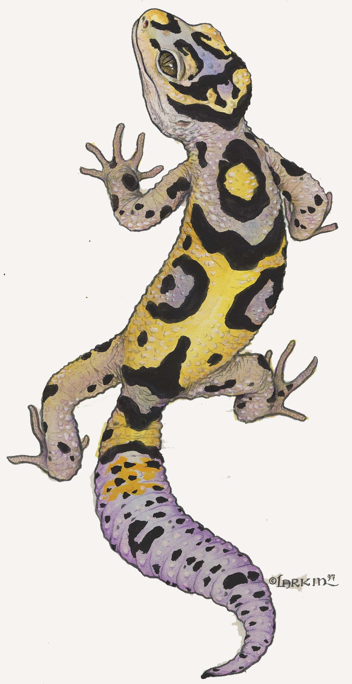 1230x2386 Leopard Gecko Cartoon Images Crazy Gallery Pet Portrait - Leopard Gecko Drawing