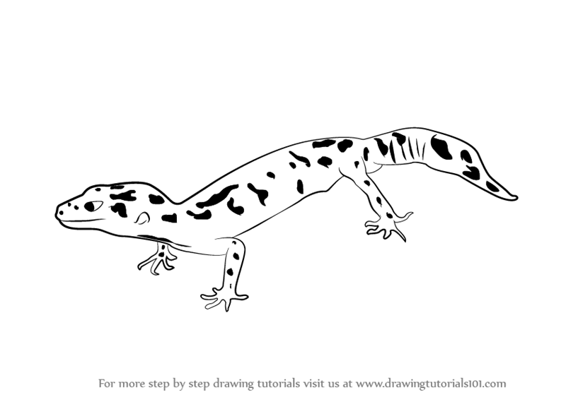 800x566 Reptiles Drawing Leopard Gecko For Free Download - Leopard Gecko Drawing