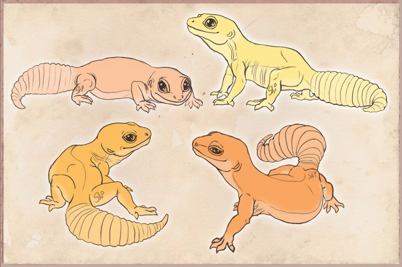800x532 Leopard Gecko Customs - Leopard Gecko Drawing