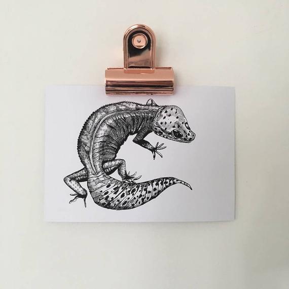 570x570 Leopard Gecko Hand Drawn Pen And Ink Illustration Leopard Etsy - Leopard Gecko Drawing