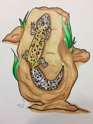 320x427 Leopard Gecko Drawing - Leopard Gecko Drawing