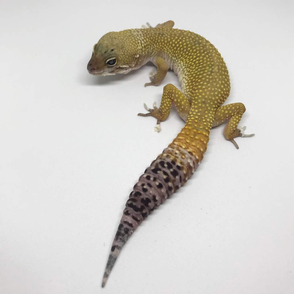 1024x1024 Looking For Leopard Geckos To Draw! My Little Model, Rigby I Will - Leopard Gecko Drawing