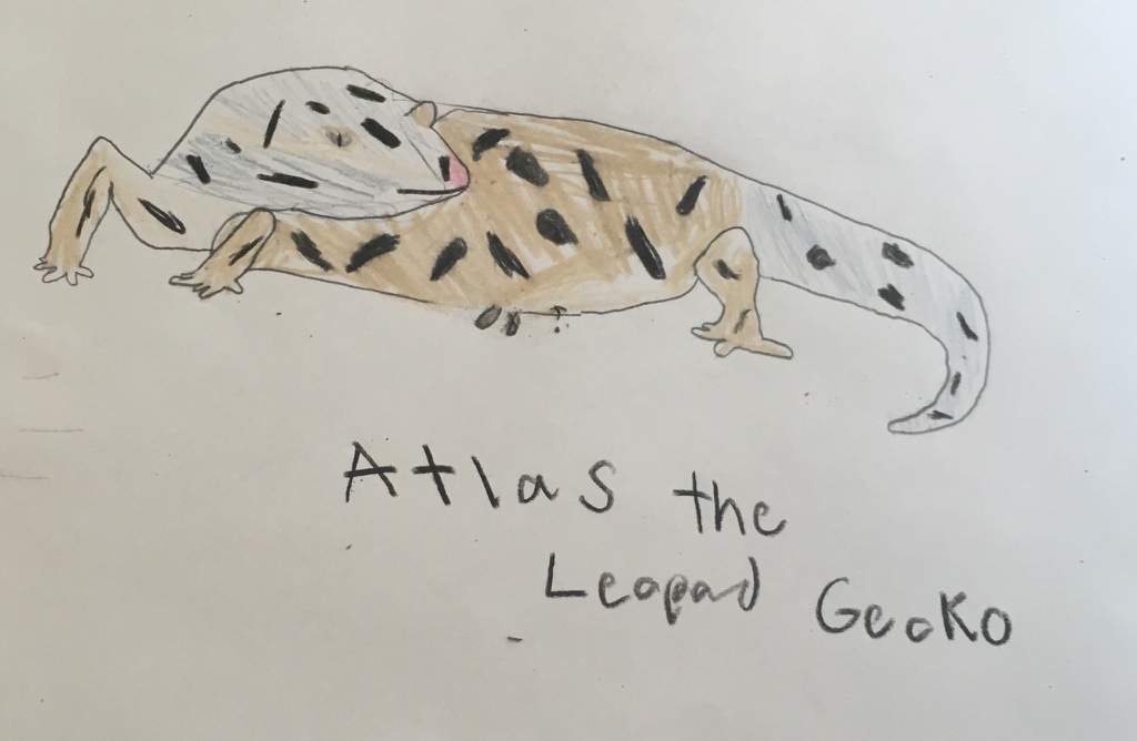 1024x668 Leopard Gecko Atlas Drawing Reptiles Amino - Leopard Gecko Drawing