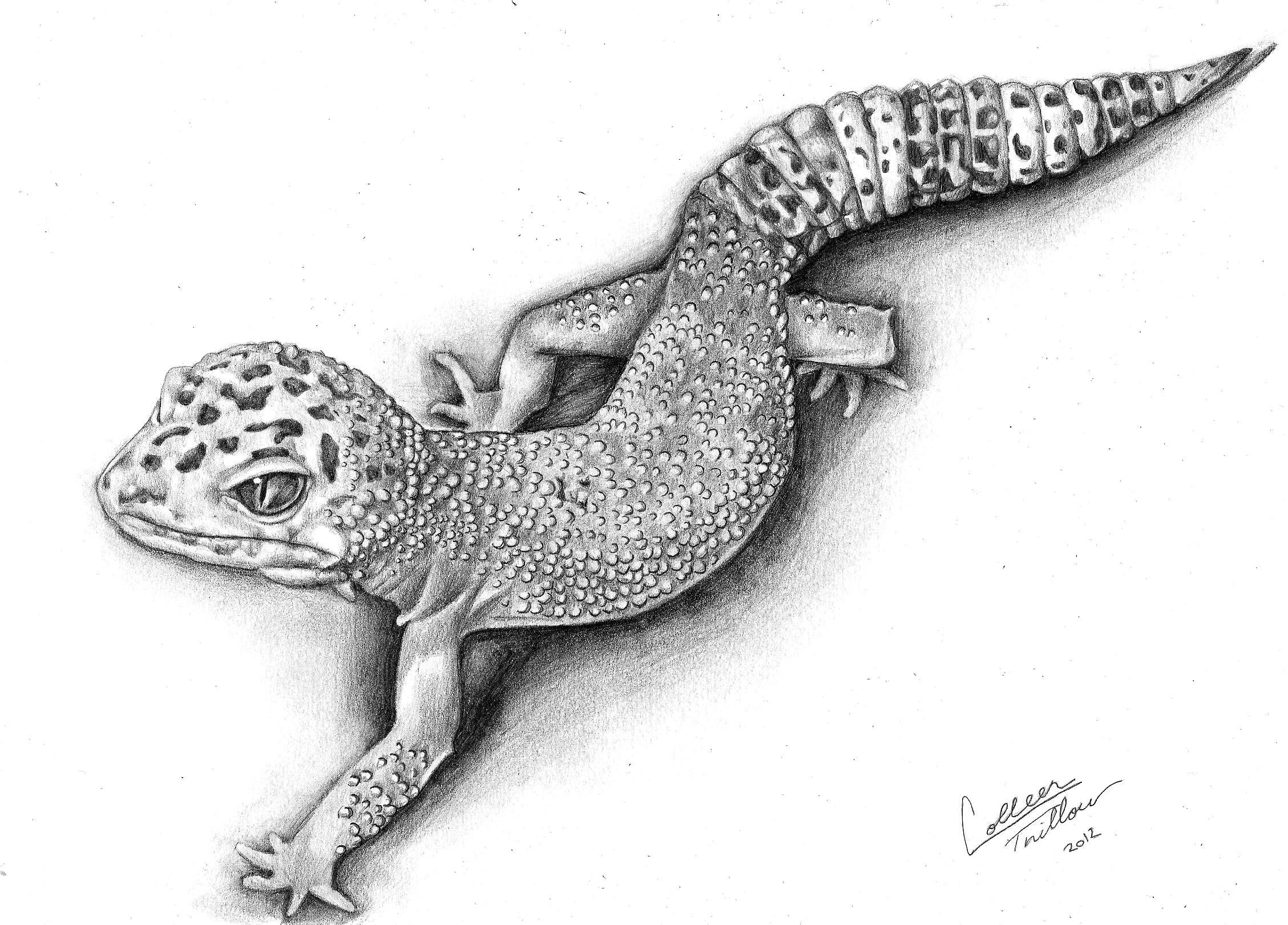 2257x1621 I Have One Of These, He The Cutest Thing Leopard Gecko Drawing - Leopard Gecko Drawing