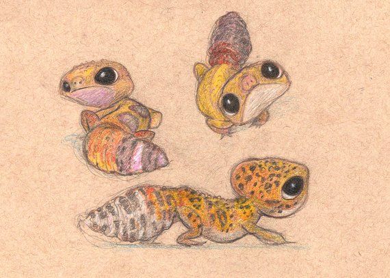 570x407 Colored Pencil Leopard Gecko - Leopard Gecko Drawing