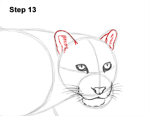 500x386 How To Draw A Clouded Leopard - Leopard Head Drawing