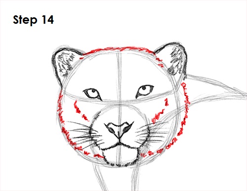 500x386 How To Draw A Snow Leopard - Leopard Head Drawing