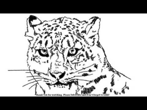 480x360 How To Draw A Cheetah A Snow Leopard Head Big Cats Yzarts - Leopard Head Drawing
