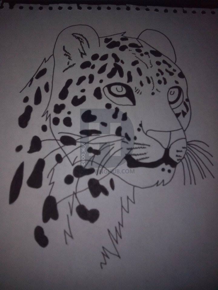 720x960 Leopard Head Drawing - Leopard Head Drawing