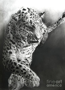 218x300 Leopard Head Drawings Fine Art America - Leopard Head Drawing
