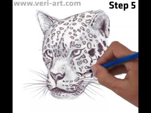 480x360 Leopard Head, Perspective View - Leopard Head Drawing