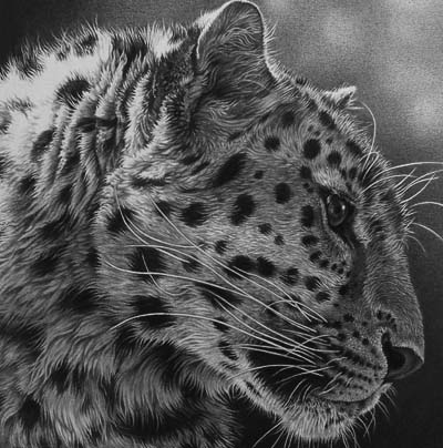 400x404 Leopard Head Study' - Leopard Head Drawing