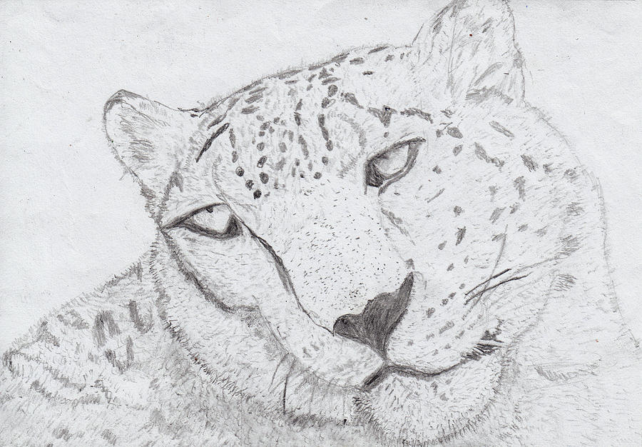 900x626 Snow Leopard Drawing - Leopard Head Drawing