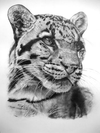 340x453 Snow Leopard Sketch Portrait - Leopard Head Drawing