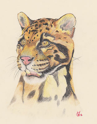 313x400 Original Coloured Graphite Drawing Of A Clouded Leopard Head - Leopard Head Drawing