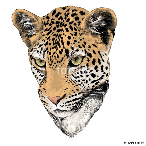 500x500 Leopard Head Color, Drawing, Sketch, Vector, Graphics Stock Image - Leopard Head Drawing