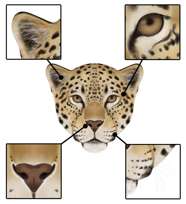 600x659 How To Draw Animals Big Cats, Their Anatomy And Patterns - Leopard Head Drawing