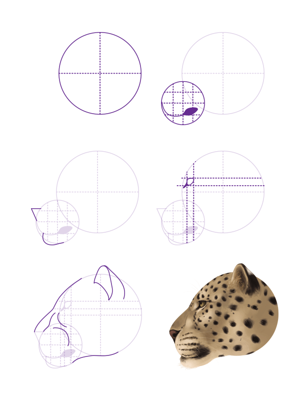 600x795 How To Draw Animals Big Cats, Their Anatomy And Patterns - Leopard Head Drawing