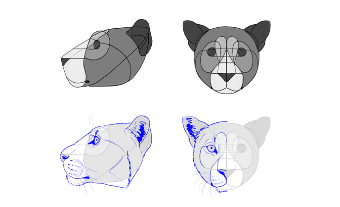 688x418 How To Draw Big Cats Lions, Tigers, Cheetahs, And Much More - Leopard Head Drawing