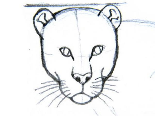 Leopard Line Drawing at PaintingValley.com | Explore collection of ...