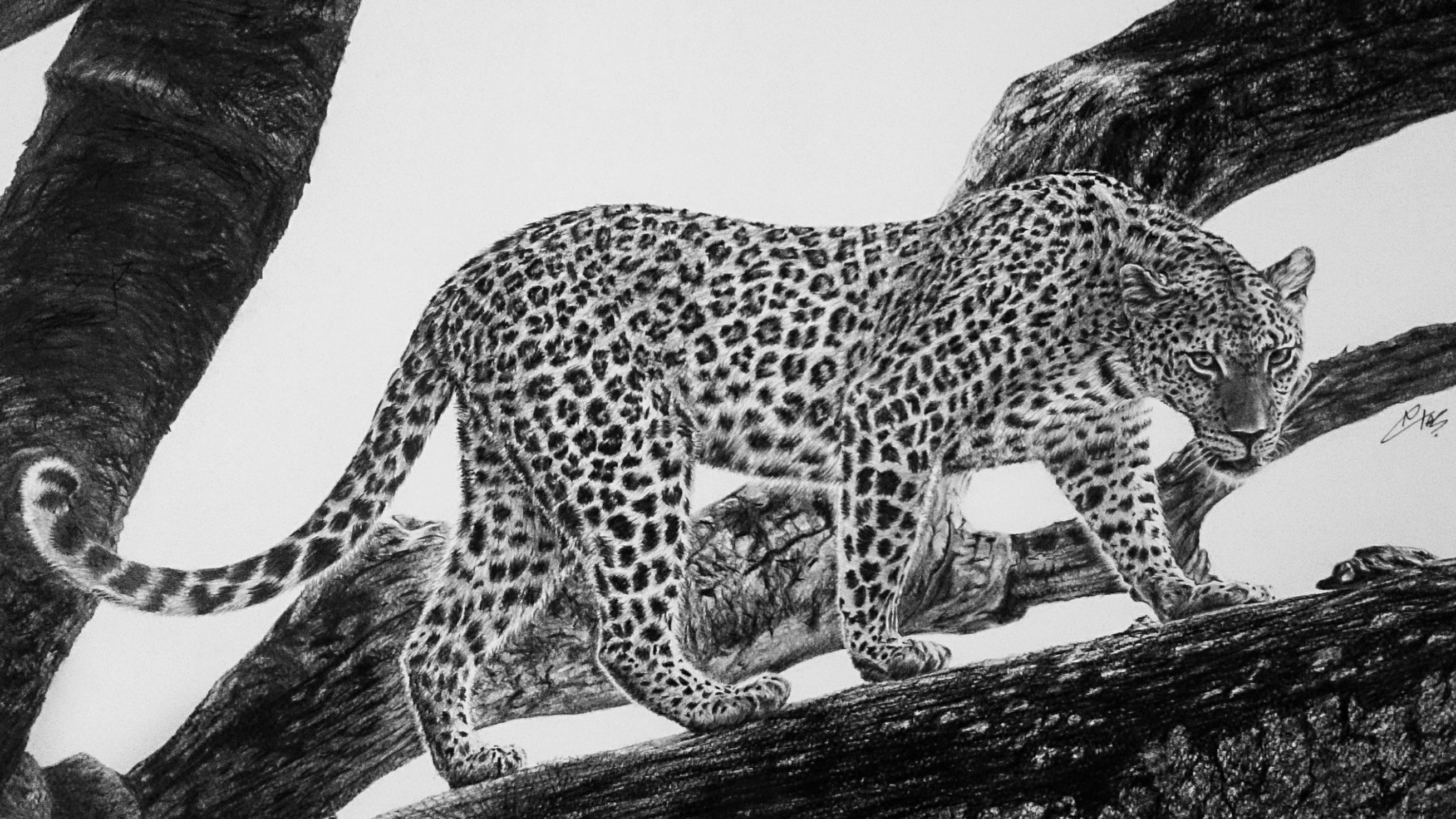 Leopard Line Drawing at Explore collection of