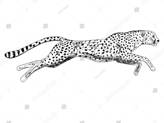 640x480 Drawn Leopard Line Drawing - Leopard Line Drawing