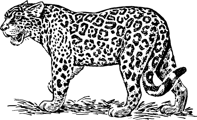 640x390  - Leopard Line Drawing