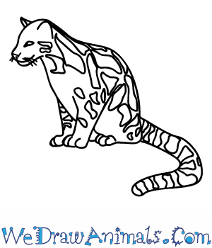 300x350 How To Draw A Clouded Leopard - Leopard Line Drawing