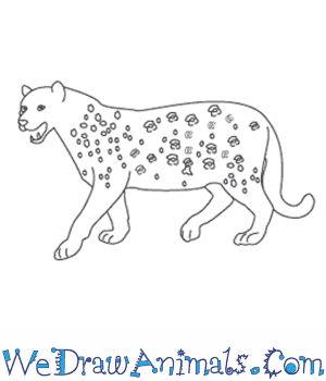 300x350 How To Draw A Leopard - Leopard Line Drawing
