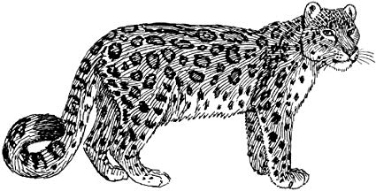 425x216 Pack Of X Gloss Stickers Line Drawing Snow Leopard - Leopard Line Drawing