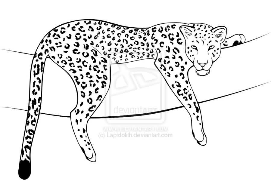 Leopard Line Drawing at PaintingValley.com | Explore collection of