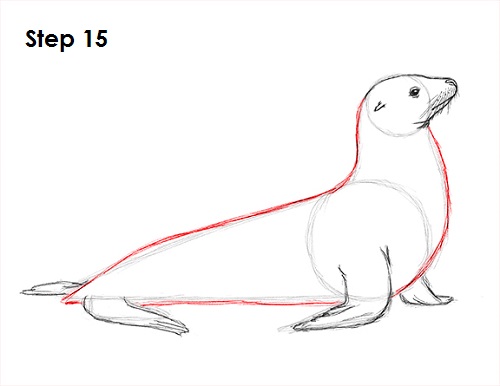 500x386 How To Draw A Leopard Seal - Leopard Seal Drawing
