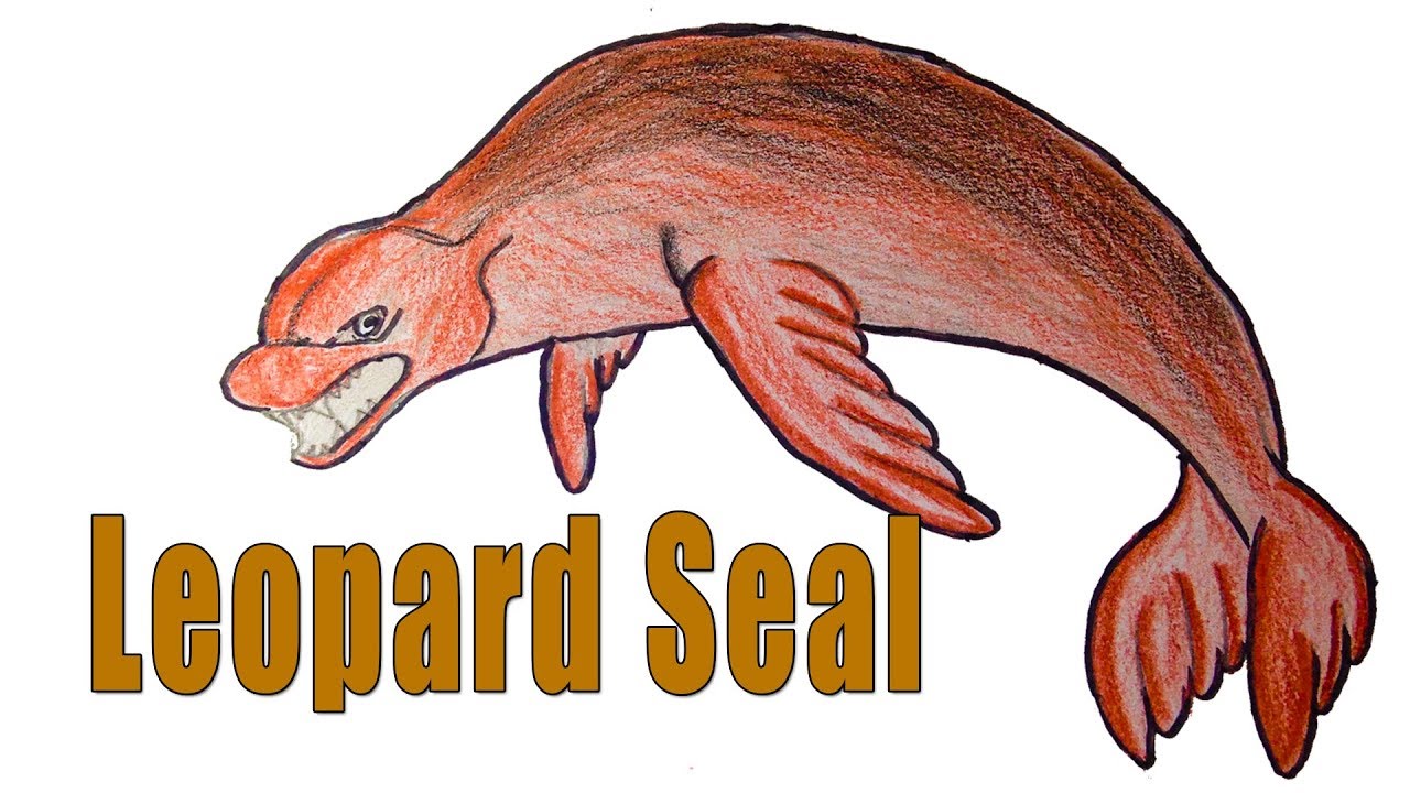 1280x720 How To Draw Leopard Seal - Leopard Seal Drawing
