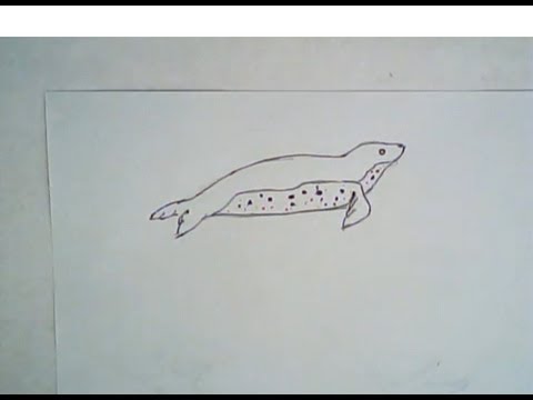 480x360 How To Draw A Leopard Seal - Leopard Seal Drawing