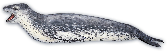 640x197 Leopard Seal Pinnipeds Voices In The Sea - Leopard Seal Drawing
