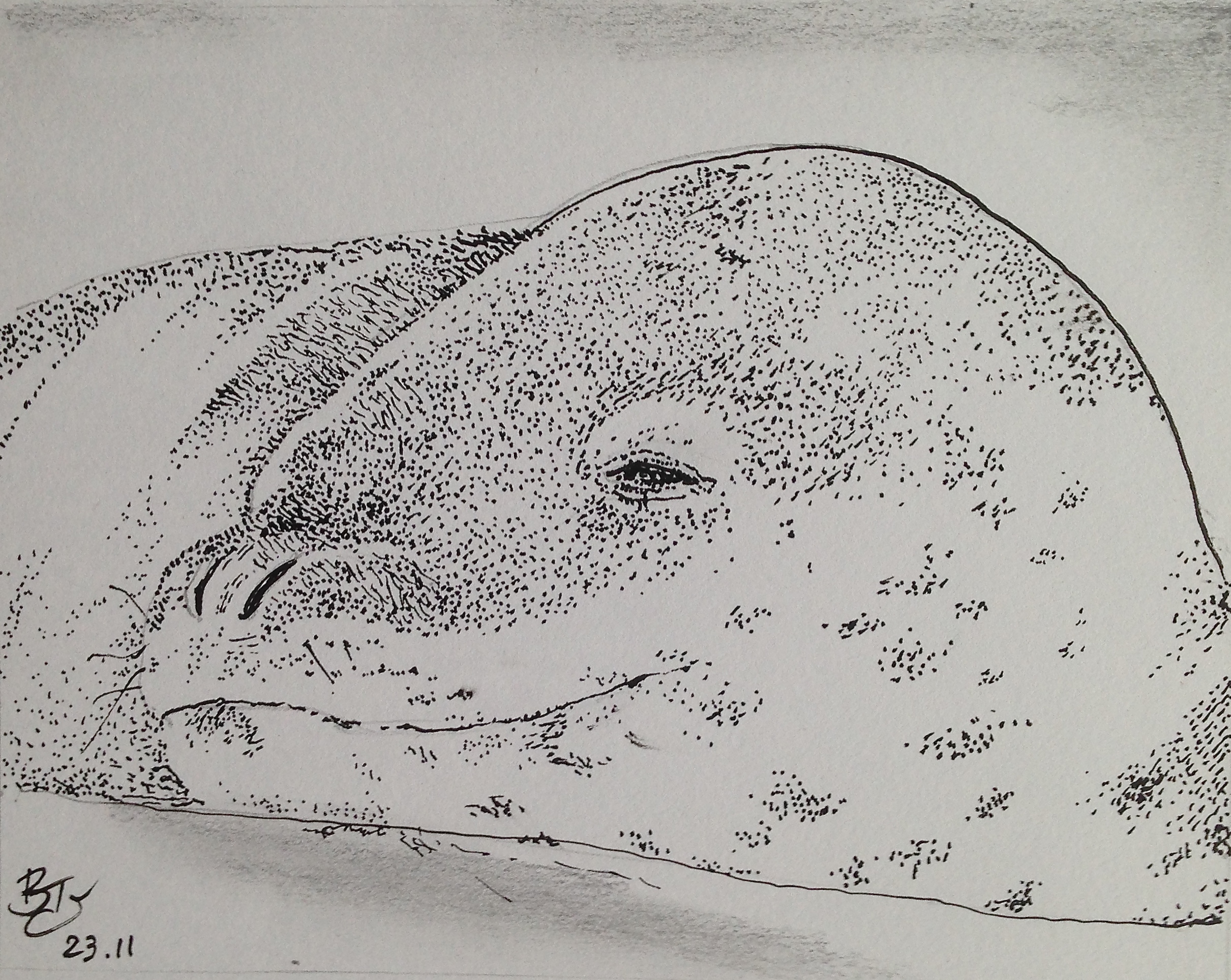 Leopard Seal Pen Drawing Bennythomas's Weblog - Leopard Seal Drawing. 