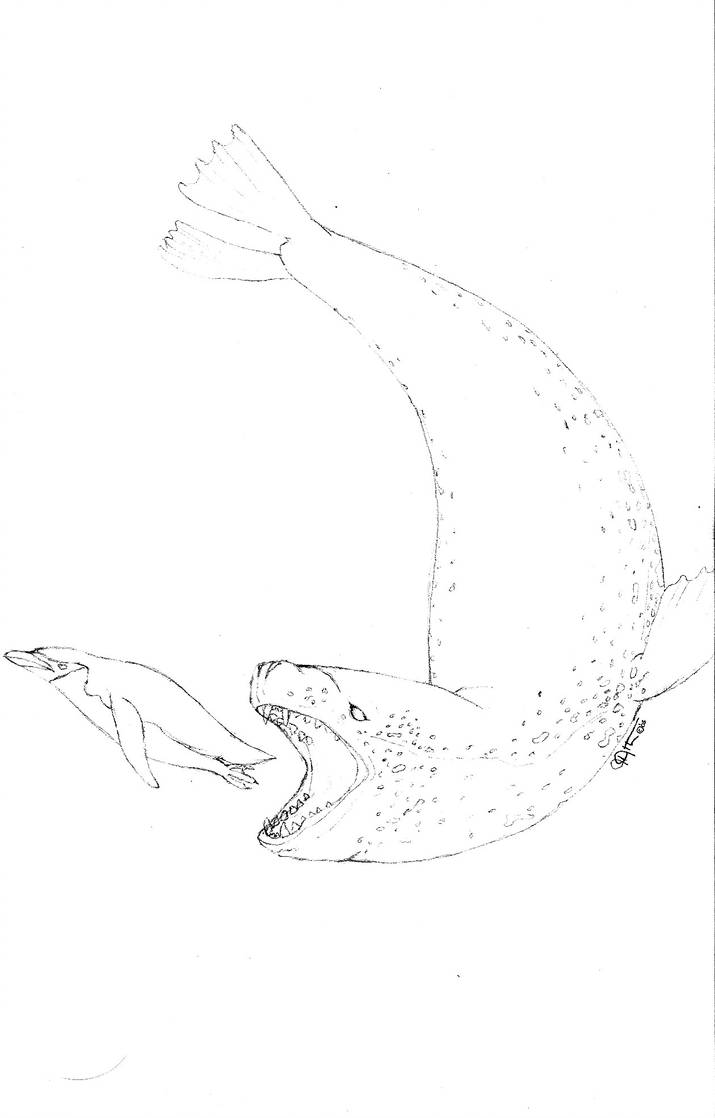 Leopard Seal Chase - Leopard Seal Drawing. 